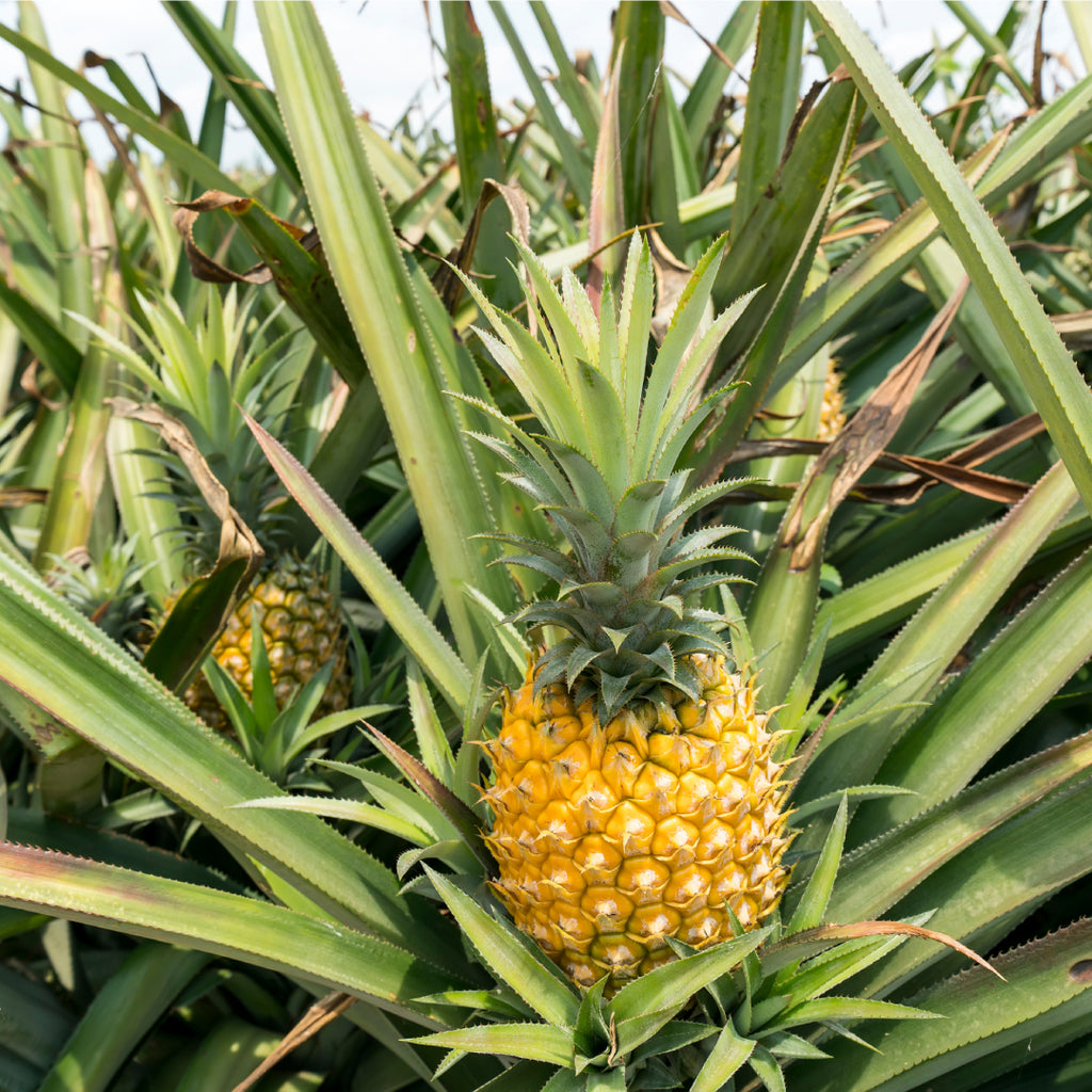 Image of pineapple bush which is used to make Pinatex plant leather and Rahui London products